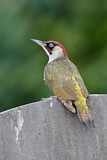 Image. European Green Woodpecker