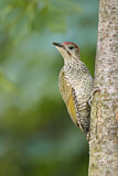Image. European Green Woodpecker