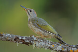 Image. European Green Woodpecker