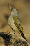 Image. European Green Woodpecker