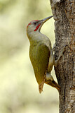Image. European Green Woodpecker