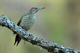 Image. European Green Woodpecker