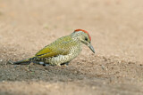 Image. European Green Woodpecker