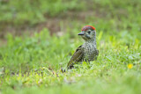 Image. European Green Woodpecker