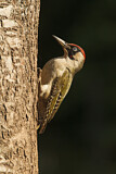 Image. European Green Woodpecker