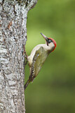 Image. European Green Woodpecker