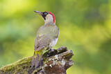 Image. European Green Woodpecker