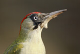 Image. European Green Woodpecker