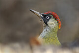 Image. European Green Woodpecker