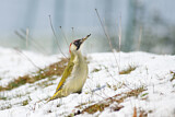Image. European Green Woodpecker