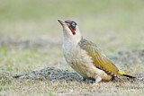 Image. European Green Woodpecker