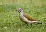 Image. European Green Woodpecker
