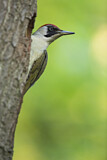 Image. European Green Woodpecker