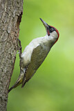 Image. European Green Woodpecker