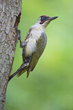 Image. European Green Woodpecker