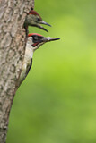 Image. European Green Woodpecker