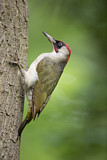 Image. European Green Woodpecker