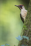 Image. European Green Woodpecker