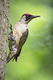 Image. European Green Woodpecker