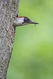 Image. European Green Woodpecker