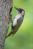 Image. European Green Woodpecker