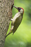 Image. European Green Woodpecker