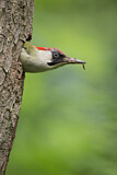 Image. European Green Woodpecker