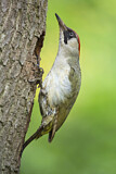 Image. European Green Woodpecker