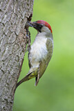 Image. European Green Woodpecker