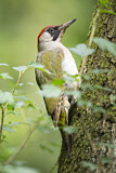 Image. European Green Woodpecker