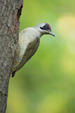 Image. European Green Woodpecker
