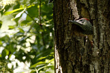 Image. European Green Woodpecker