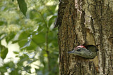 Image. European Green Woodpecker