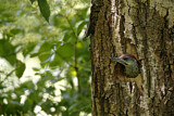 Image. European Green Woodpecker