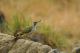 Image. European Green Woodpecker