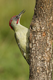 Image. European Green Woodpecker
