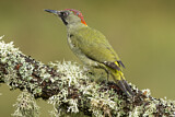 Image. European Green Woodpecker