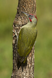 Image. European Green Woodpecker