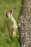Image. European Green Woodpecker