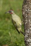 Image. European Green Woodpecker