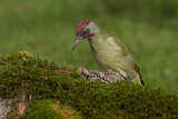 Image. European Green Woodpecker