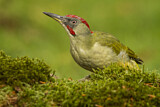 Image. European Green Woodpecker