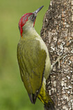 Image. European Green Woodpecker
