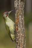 Image. European Green Woodpecker