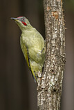 Image. European Green Woodpecker
