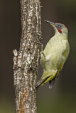 Image. European Green Woodpecker