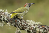 Image. European Green Woodpecker