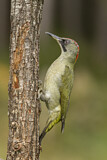 Image. European Green Woodpecker