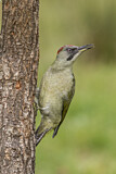 Image. European Green Woodpecker