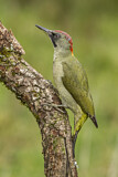 Image. European Green Woodpecker